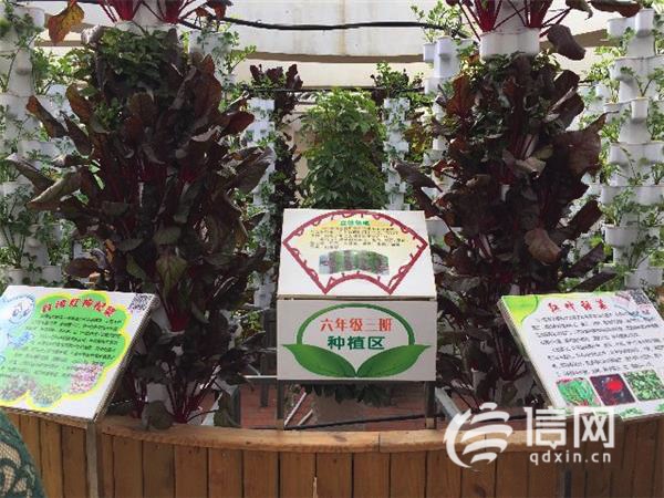 虎山路小學的“開心農場”