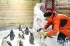 1月9日，驯养员准备给白眉企鹅宝宝喂食。 新华社记者 潘昱龙 摄