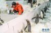 1月9日，驯养员给白眉企鹅宝宝喂食，成年白眉企鹅在隔离板外关注自己的宝宝。 新华社记者 潘昱龙 摄