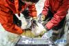 1月9日，驯养员给白眉企鹅宝宝称重。