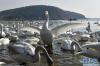 1月23日，越冬的大天鹅在海湾内觅食。新华社记者 朱峥 摄