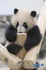 　当日，日本和歌山县白浜野生动物园为雌性大熊猫“彩浜”举行半岁生日庆祝活动。 新华社记者 杜潇逸 摄