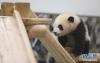 2月14日，在日本和歌山县白浜野生动物园，大熊猫“彩浜”观察礼物——滑梯。新华社记者 杜潇逸 摄