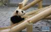 2月14日，在日本和歌山县白浜野生动物园，大熊猫“彩浜”观察礼物——滑梯。新华社记者 杜潇逸 摄