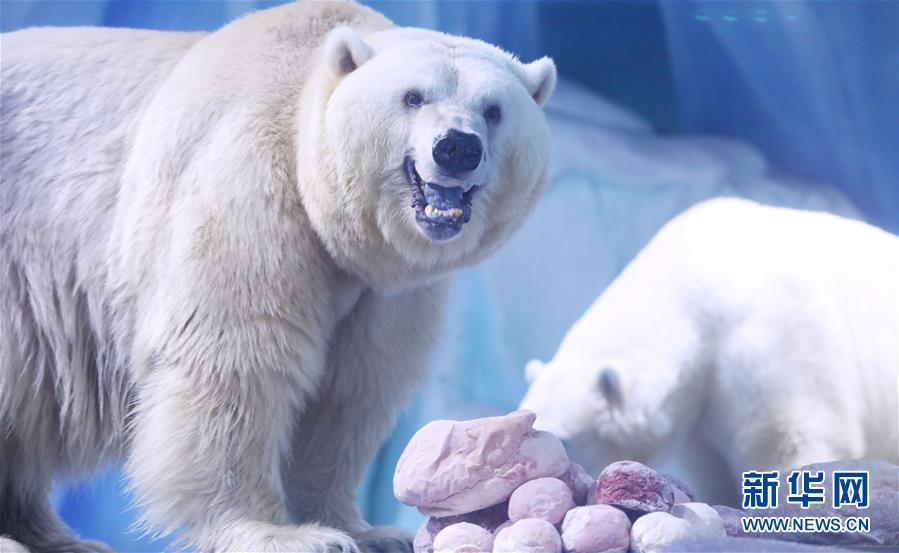 吃饱喝足 北极熊岸上水里撒欢玩耍