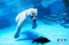 生活在上海海昌海洋公园里的一对北极熊“丫头”和“皮祖”享用了饲养员精心制作的北极熊专属“元宵”，欢乐度佳节。 新华社记者方喆摄