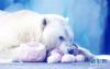 生活在上海海昌海洋公园里的一对北极熊“丫头”和“皮祖”享用了饲养员精心制作的北极熊专属“元宵”，欢乐度佳节。 新华社记者方喆摄