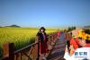 近日，云南省罗平县境内的油菜花次第绽放，吸引游人前来观光，领略花海风情，欢度新春佳节。  　　新华社记者 秦晴 摄
