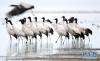 2月21日在草海国家级自然保护区内拍摄的黑颈鹤。新华社记者杨楹摄