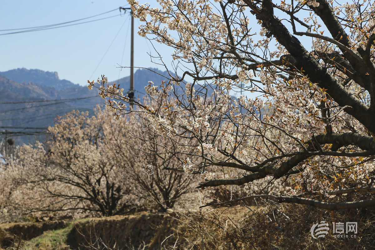 春日崂山迎来最美的季节 遍山樱桃花如花海
