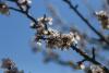 春日崂山迎来最美的季节，遍山樱桃花如花海。图片来源：信网