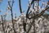 春日崂山迎来最美的季节，遍山樱桃花如花海。图片来源：信网