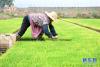 近年来，安徽省全椒县六镇镇通过“合作社＋农户”形式进行规模化育秧，并为水稻种植户提供耕种、管护、收割、收购等一条龙服务，提高规模化效益，帮助农民增收。  　　新华社记者 刘军喜 摄