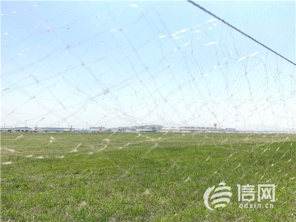 青岛新机场驱鸟将添新招式驱鸟也要爱鸟