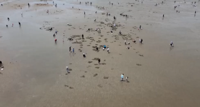 王哥庄街道会场赶海的人鼓了退大潮挖蛏子有啥讲究