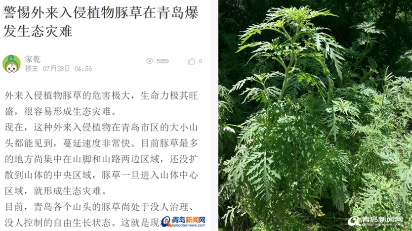 豚草繁殖力强对农作物危害较大青岛将制订防治方法