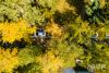 青岛八大关内树木开始变黄，呈现多彩韵味。