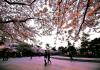 2021年4月6日，在青岛市中山公园拍摄的华灯初上的樱花世界。