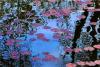 2021年4月12日，山东青岛，春光烂漫好时节，西海岸新区唐岛湾湿地公园水塘里的莲叶萌芽生长出新叶，穿上了褐红色的“衣裳”，一眼望去，宛如一个个镶嵌在水面上的彩色小伞，别有韵味。图片来源：视觉中国