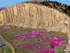 2021年4月13日，青岛，耸立亿年的马山石林，在粉艳的山花包围下，迎来了春的季节。石林前巨大草坪上盛开的山花，将森然树立的石柱衬托的更显沧桑。图片来源：视觉中国