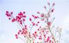 2021年4月15日，青岛八大关，宁武关路海棠花与韶关路桃花竞相盛开，美不胜收。图片来源：视觉中国