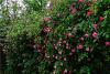 山东青岛西海岸新区，初夏时节，雨中街头蔷薇花次第盛开，鲜亮美艳，令人赏心悦目。图片来源：视觉中国