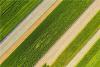 青岛西海岸新区王台街道徐村村南的田园里阡陌纵横，绿色的菜蔬、泛黄的小麦与美丽的大地相互映衬，构成了一幅夏季美丽的乡村田园画卷。图片来源：视觉中国