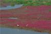 山东省青岛市胶州湾国家级海洋公园红岛段滩涂上的碱蓬草开始绽放出艳丽的色彩，各种鹭鸟觅食其中，绘就一幅唯美的生态画卷。图片来源：视觉中国