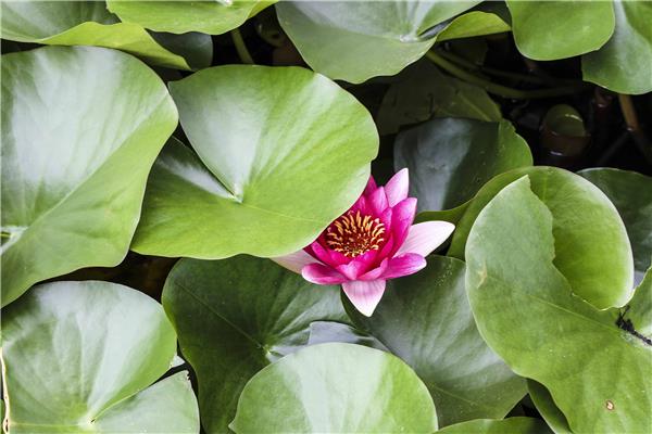 公園內草木蔥郁 鮮花綻放