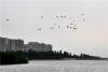 2021年7月8日，志愿者在青岛市城阳区白沙河入海口湿地清理对潜鸟构成危害的网具。图片来源：视觉中国