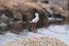 ，在青岛市城阳区红岛街道的一处滩涂上，一只燕鸥叼着小鱼赶回喂养幼鸟。图片来源：视觉中国