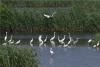 鸥群在青岛市入海口湿地嬉戏。来源：视觉中国