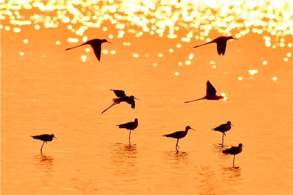 青岛：各种候鸟飞抵滨海湿地