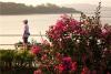 山东青岛西海岸新区唐岛湾畔，进入盛花期的紫薇恣意绽放，美不胜收，成为城市一道靓丽的风景。图片来源：视觉中国