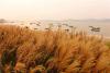 山东青岛，西海岸新区西环岛路海岸边，金灿灿的芦花随着海风摇曳生姿。图片来源：视觉中国