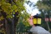 青岛八大关景区，许多游客在欣赏落叶，满地的银杏叶让景区多了一份别样的韵味。图片来源：视觉中国