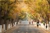 青岛八大关景区，许多游客在欣赏落叶，满地的银杏叶让景区多了一份别样的韵味。图片来源：视觉中国