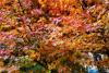 青岛西海岸新区唐岛湾国家湿地公园，各色树叶和火棘果为冬日增添了一抹亮色和暖意。图片来源：视觉中国