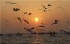 山东青岛西海岸新区顾家岛海滨海风习习，成群结队的海鸥追逐着夕阳飞舞欢嬉，场面蔚为壮观，为海滨增添了灵动的色彩和美丽。图片来源：视觉中国