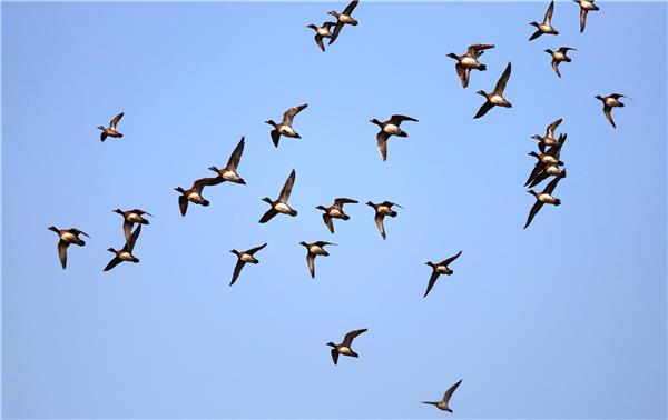 白沙河候鸟集结 人与自然和谐共处