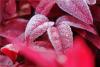 西海岸新区唐岛湾海滨公园内植物挂霜，晶莹剔透，美不胜收。图片来源：视觉中国