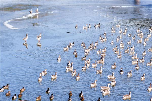 赤麻鸭成群结队在冰面栖息 