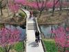 近日，山东省胶州市水寨梅园内处处花红柳绿，春意盎然，吸引许多市民和游客前来踏青赏花，乐享春光。图片来源：视觉中国