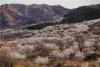 青岛市城阳区霞沟社区的樱桃花盛开。白色粉色，漫山遍野，红瓦民居掩映其中，错落有致，云蒸霞蔚，犹如一幅幅水墨画，烂漫迷人。图片来源：视觉中国