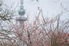 青島進入春日賞花季。圖片來源：視覺中國