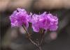 青岛西海岸新区张家楼街道樱皇谷的杜鹃花盛开，粉红色的花瓣令人赏心悦目。图片来源：视觉中国