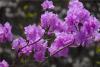 青岛西海岸新区张家楼街道樱皇谷的杜鹃花盛开，粉红色的花瓣令人赏心悦目。图片来源：视觉中国