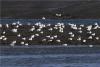 山东省青岛市城阳区红岛前阳滩涂湿地拍摄的觅食中的反嘴鹬。图片来源：视觉中国