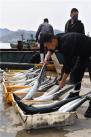 青岛市崂山区中心渔港一派繁忙景象，渔民将捕获的2万余斤鲅鱼迅速运送上岸、分拣过磅，投放春季市场。图片来源：视觉中国