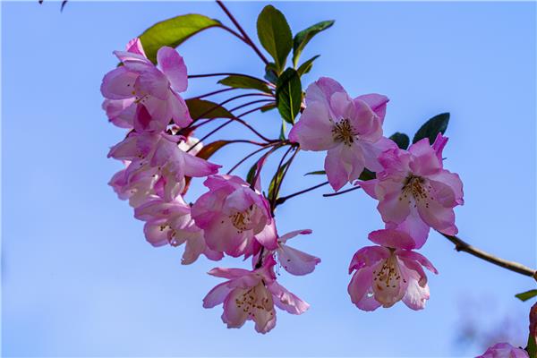 青島中山公園各種春花競相開放